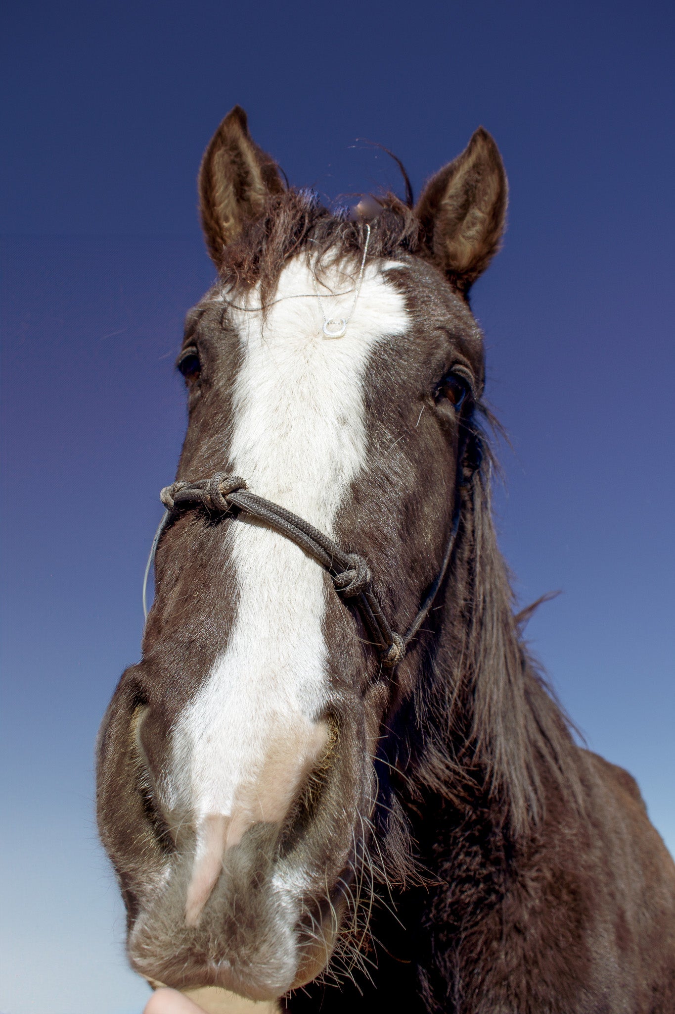 Horse photo taken from the nose up, with a blue background