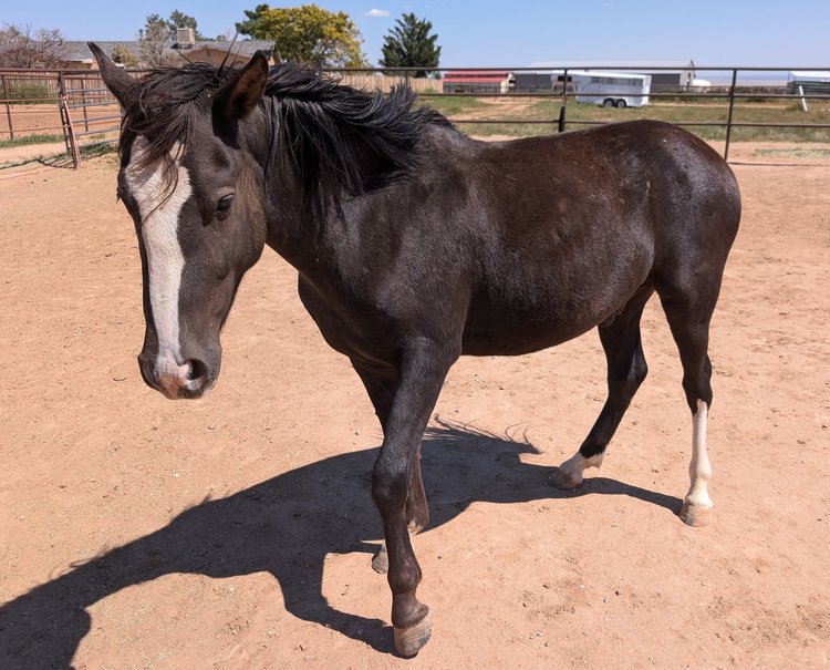 New Mexico Horse Rescue, Indiana the horse walking towards the camera at the barn